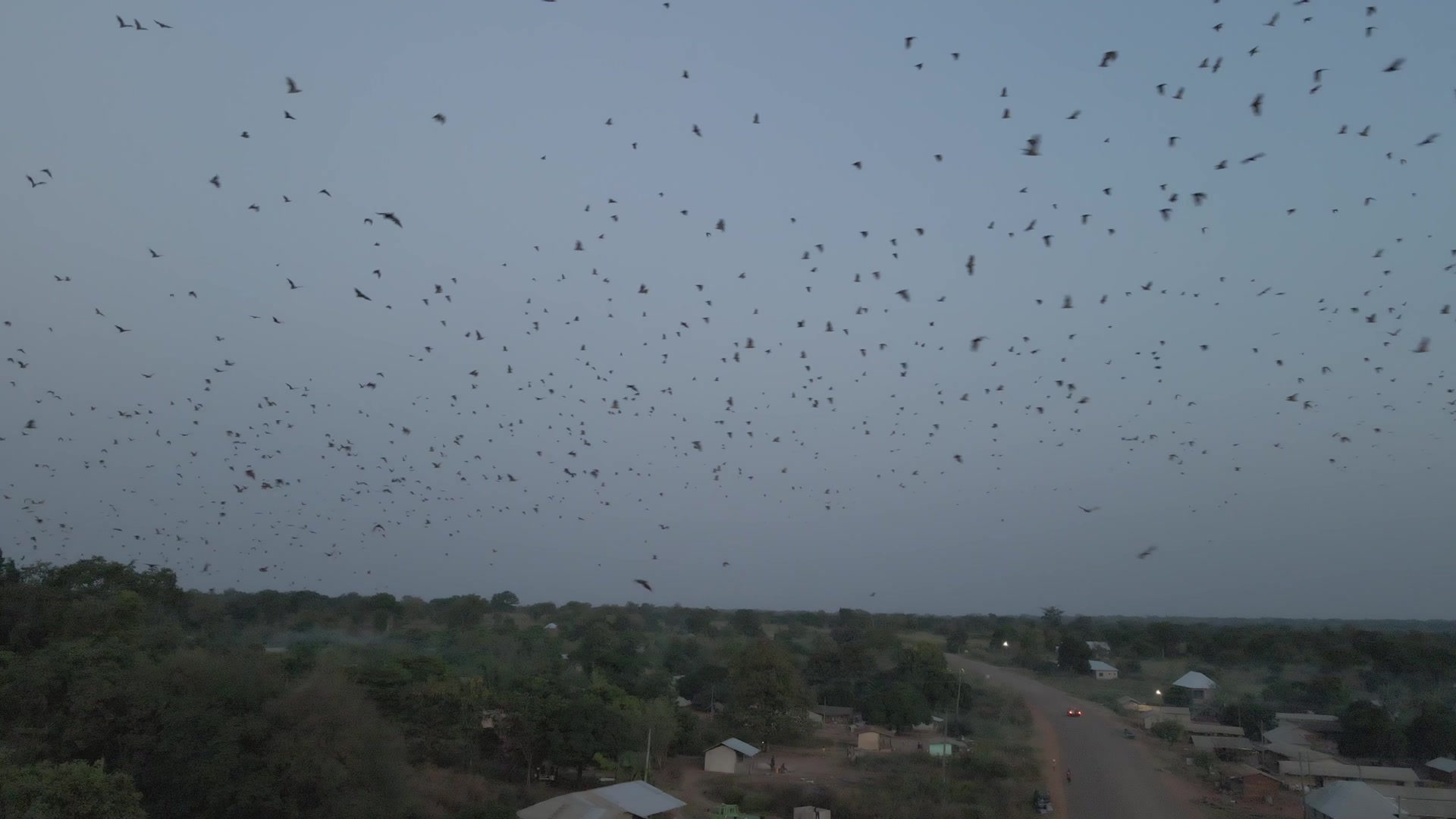 Colony Of Bats Migrating