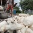 Man Carry Heaped Cassava Cleaning To Bowl