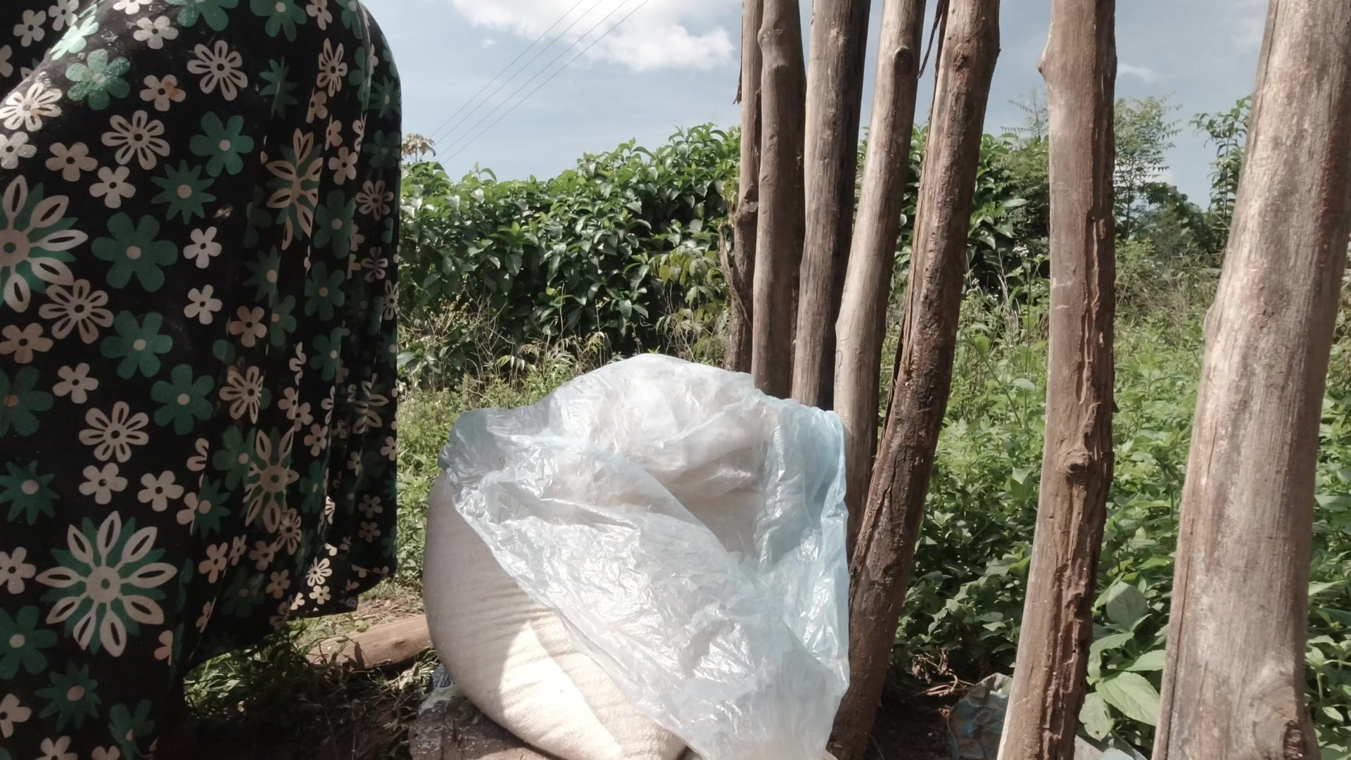 Woman Puts Load On Cassava Dough Squeezing