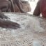 Woman Two Hands Seive Dry Cassava Dough Gari