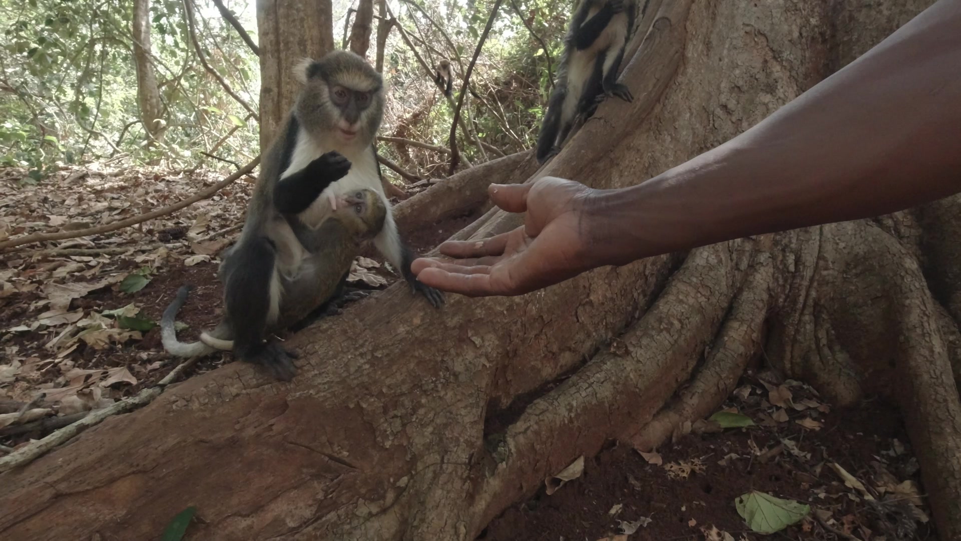 Buabeng Sanctuary Feeding Mother Monkey With Baby Under Tree Scene Two