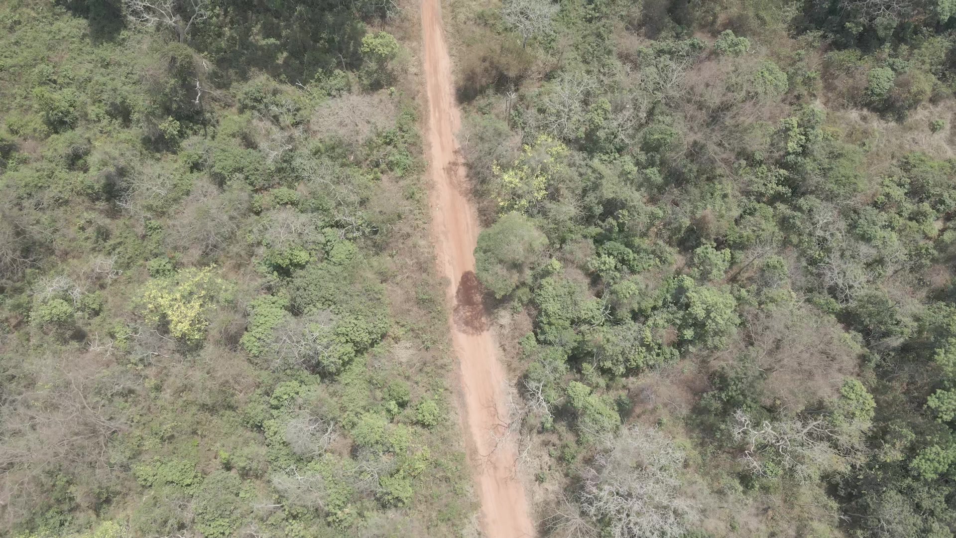 Forest Pathway Village Settlement Mud House Town
